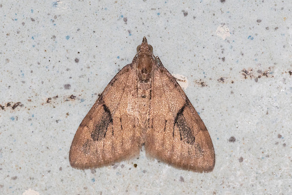 Fascilunaria cyphoschema-3822 - Doi Inthanon - 21/02/26