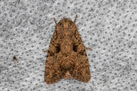 Feliniopsis-5427