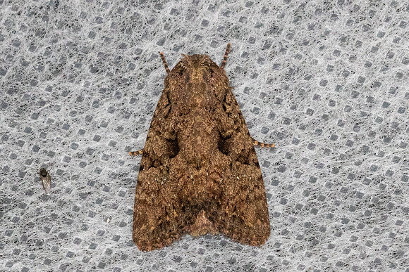 Feliniopsis-5427