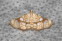 Glyphodes canthusalis-5843 - Doi Inthanon - 24/02/26
