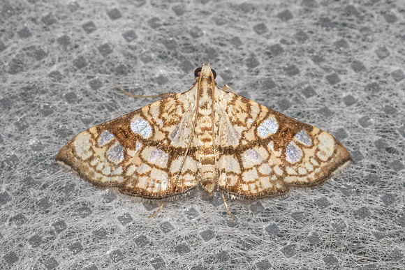 Glyphodes canthusalis-5843 - Doi Inthanon - 24/02/26