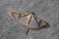 Glyphodes prothymalis-5846 - Doi Inthanon - 24/02/26