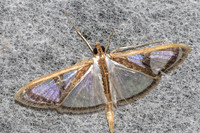 Glyphodes prothymalis-5897 - Doi Inthanon - 24/02/26