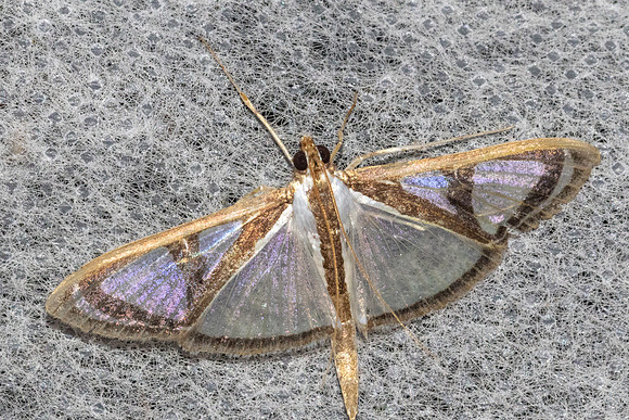 Glyphodes prothymalis-5897 - Doi Inthanon - 24/02/26