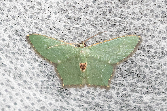 Hemithea tritonaria-4534- Doi Inthanon - 21/02/26