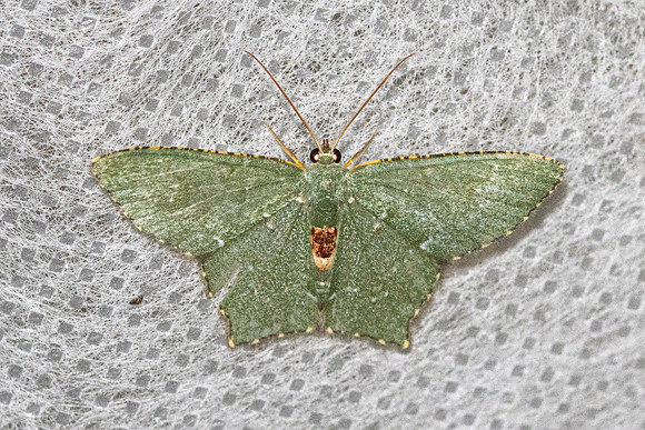 Hemithea tritonaria-5322 - Doi Inthanon - 23/02/26