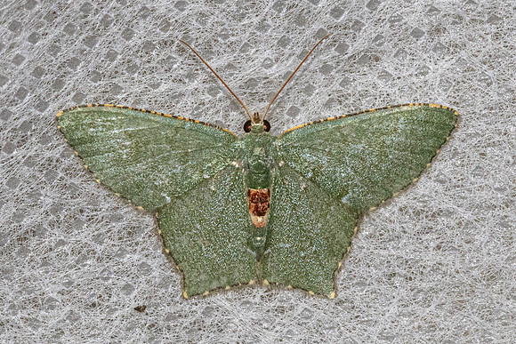 Hemithea tritonaria-5355 - Doi Inthanon - 23/02/26