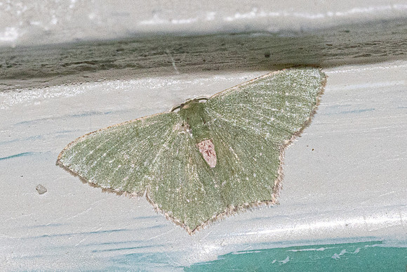 Hemithea tritonaria-3826 - Doi Inthanon - 21/02/26