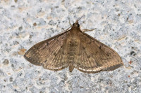 Herpetogramma licarsisalis-73 - Doi Inthanon - 26/02/26