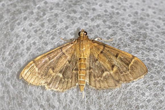 Herpetogramma rudis-4560 - Doi Inthanon - 21/02/26