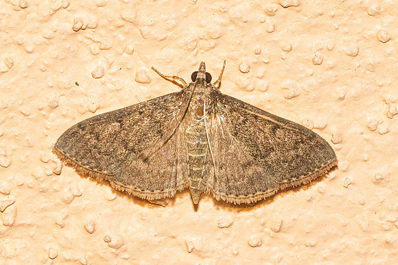 Herpetogramma licarsisalis-77 - Doi Inthanon - 26/02/26