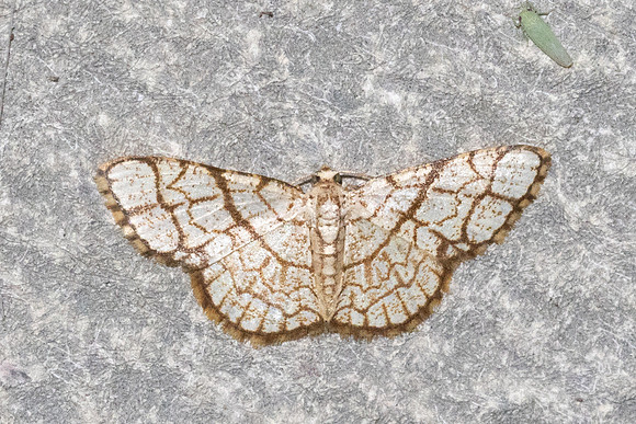 Heterostegane warreni-5876 - Doi Inthanon - 24/02/26