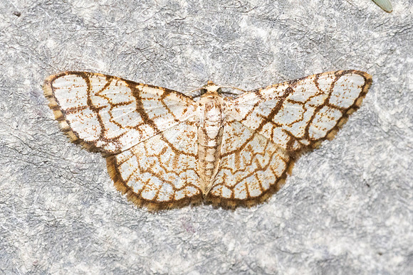 Heterostegane warreni-5875 - Doi Inthanon - 24/02/26
