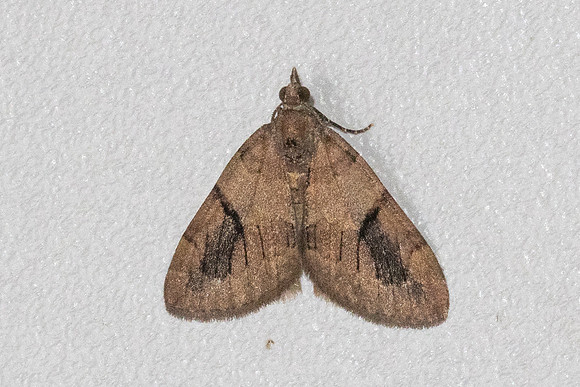Heterothera-5072 - Doi Inthanon - 23/02/26