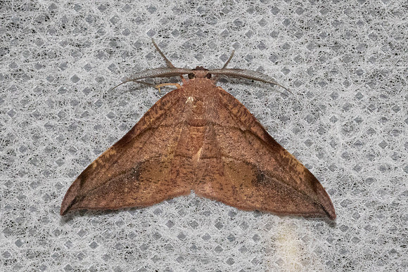 Hypochrosis-5431 - Doi Inthanon - 23/02/26