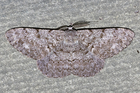 Hypomecis punctinalis-5912  - Doi Inthanon - 24/02/26