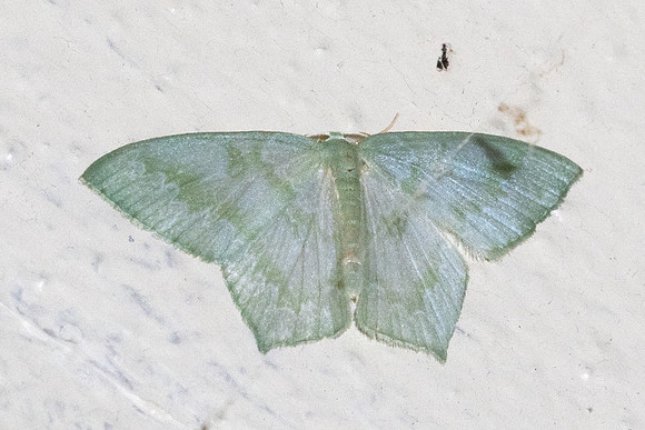 Jodis subtractata-5091 - Doi Inthanon - 23/02/26