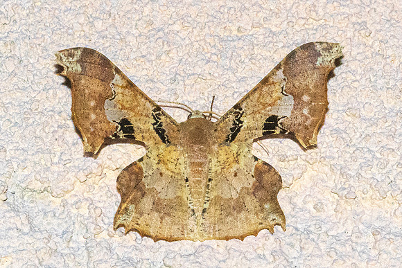 Krananda semihyalina-4845 - Doi Inthanon - 22/02/26
