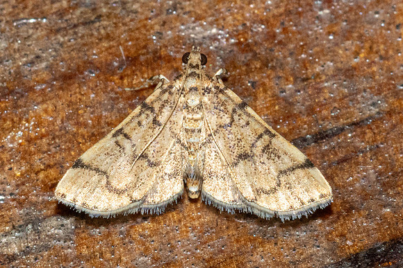 Lamprosema tampiusalis-4916