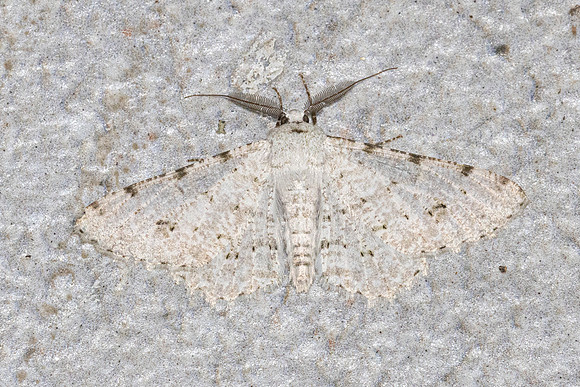 Lassaba albidaria-5079 - Doi Inthanon - 23/02/26
