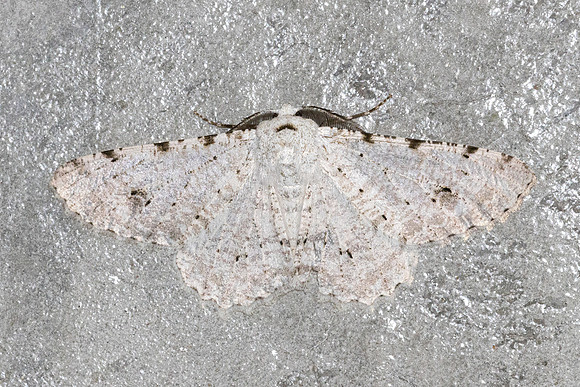 Lassaba albidaria-5065 - Doi Inthanon - 23/02/26