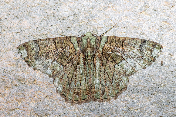 Lophophelma erionoma-6378- Doi Inthanon - 25/02/26