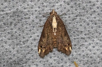 Lophoptera nama-5426