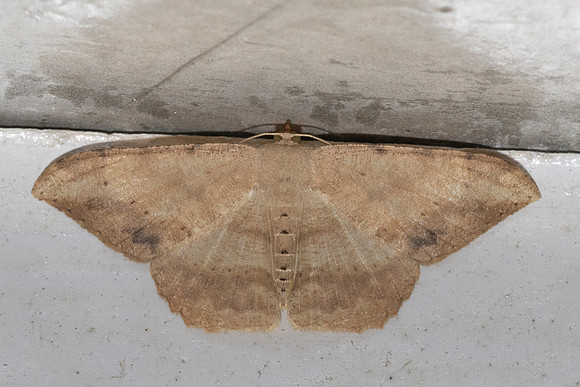 Luxiaria amasa-5080 - Doi Inthanon - 23/02/26