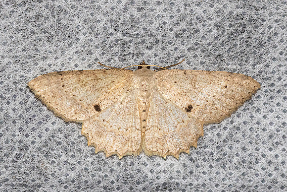 Luxiaria mitorrhaphes-6337 - Doi Inthanon - 25/02/26