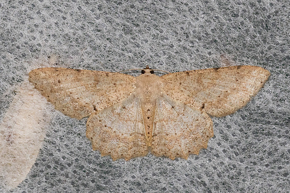Luxiaria mitorrhaphes-4908 - Doi Inthanon - 22/02/26