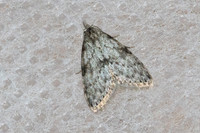 Manoba major-5826