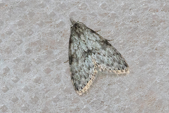 Manoba major-5826
