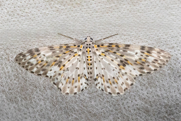 Metapercnia ductaria-4598- Doi Inthanon - 21/02/26