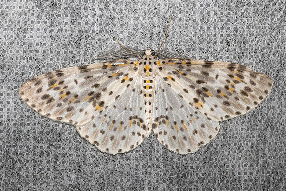 Metapercnia ductaria-4846 - Doi Inthanon - 22/02/26