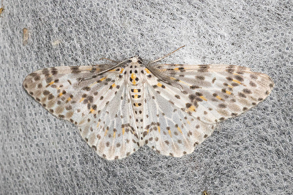Metapercnia ductaria-4930 - Doi Inthanon - 22/02/26