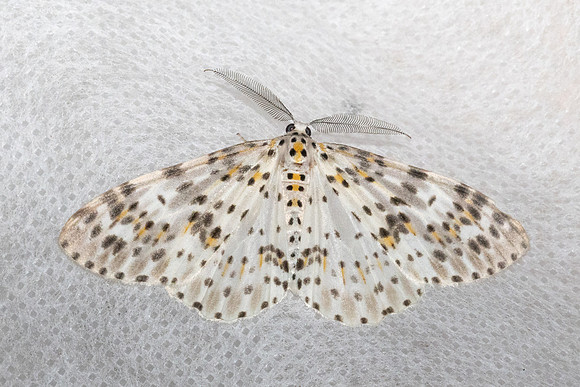 Metapercnia ductaria-4832Doi Inthanon - 22/02/26