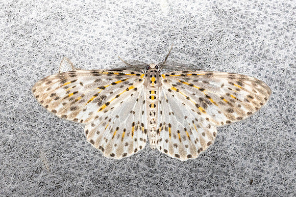 Metapercnia ductaria-4606 - Doi Inthanon - 21/02/26