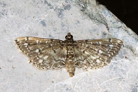 Metoeca nymphulalis-6311