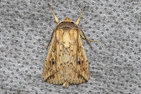 Mythimna decisissima-5341
