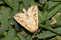 Mythimna decisissima-5403