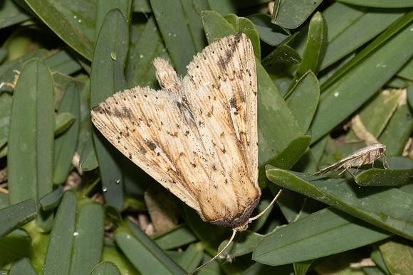 Mythimna decisissima-5403
