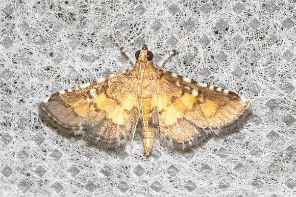 Nacoleia biformis-5860 - Doi Inthanon - 24/02/26