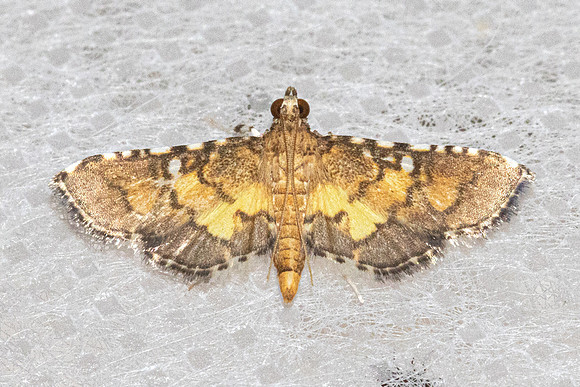 Nacoleia biformis-5887 - Doi Inthanon - 24/02/26