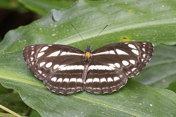 Neptis sapho-6040 - Huai Sai Lueang Waterfall (1040m) - 25/02/26