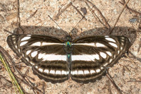 Neptis sp--10 - Doi Inthanon - 27/02/26