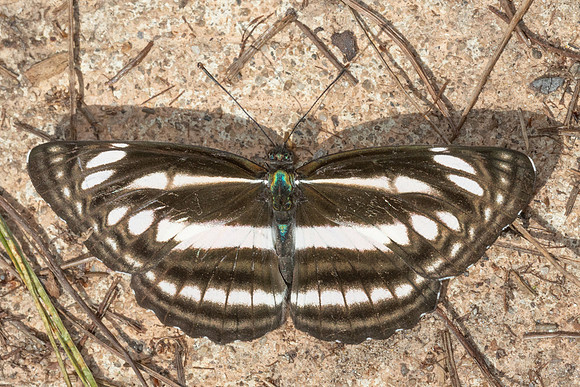 Neptis sp--10 - Doi Inthanon - 27/02/26
