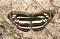 Neptis sp--12 - Doi Inthanon - 27/02/26