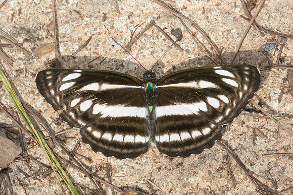 Neptis sp--12 - Doi Inthanon - 27/02/26