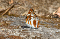 Limenitis asura-4063 - Huai Sai Lueang Waterfall (1040m) - 21/02/26