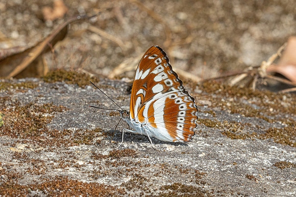 Limenitis asura-4063 - Huai Sai Lueang Waterfall (1040m) - 21/02/26